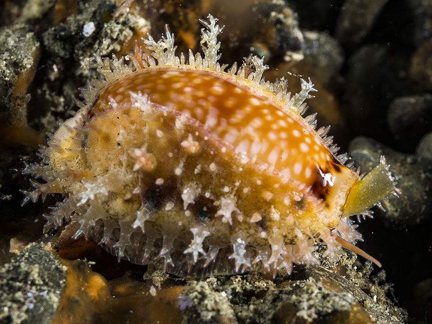 Naria spurca